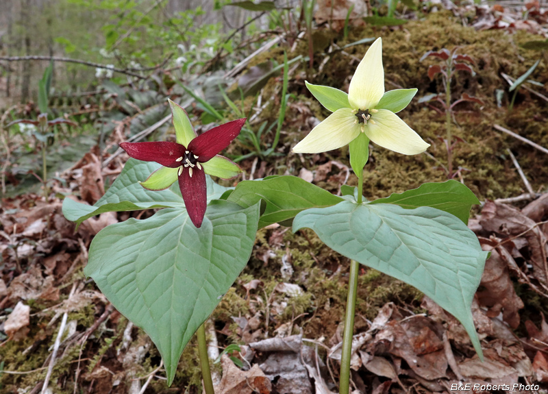 Trillium_erectum