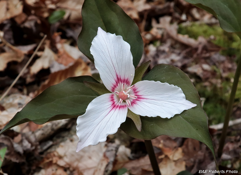 Painted_Trillium