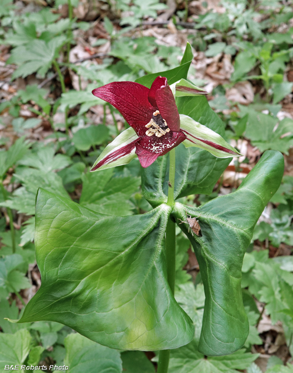 Trillium_unfurled