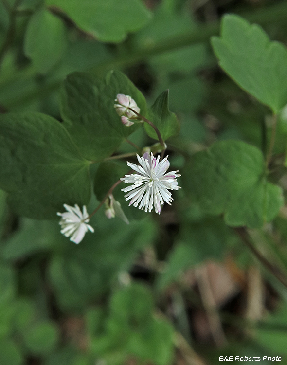 Mtn_Meadow_Rue