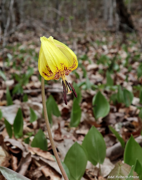 Trout_Lily