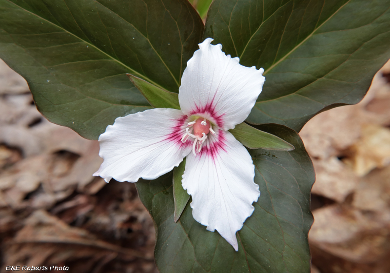 Painted_Trillium