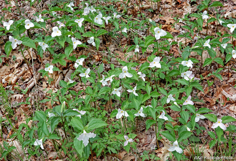 Trillium_grandiflorum