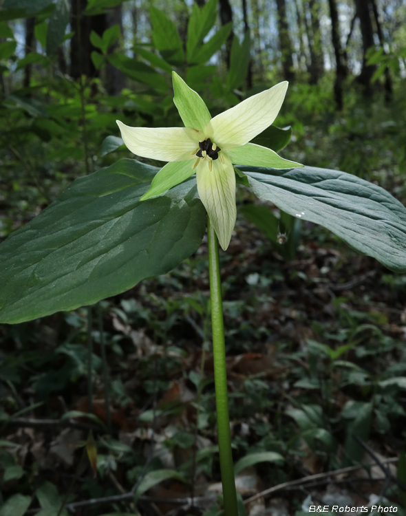 Trillium_erectum