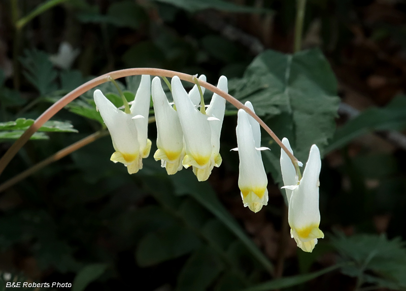 Dutchmans_Breeches