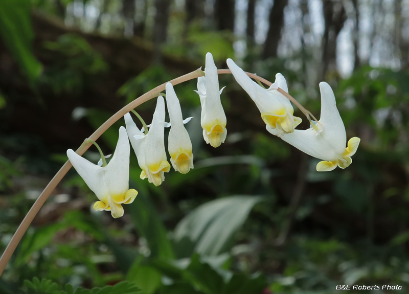 Dutchmans_Breeches