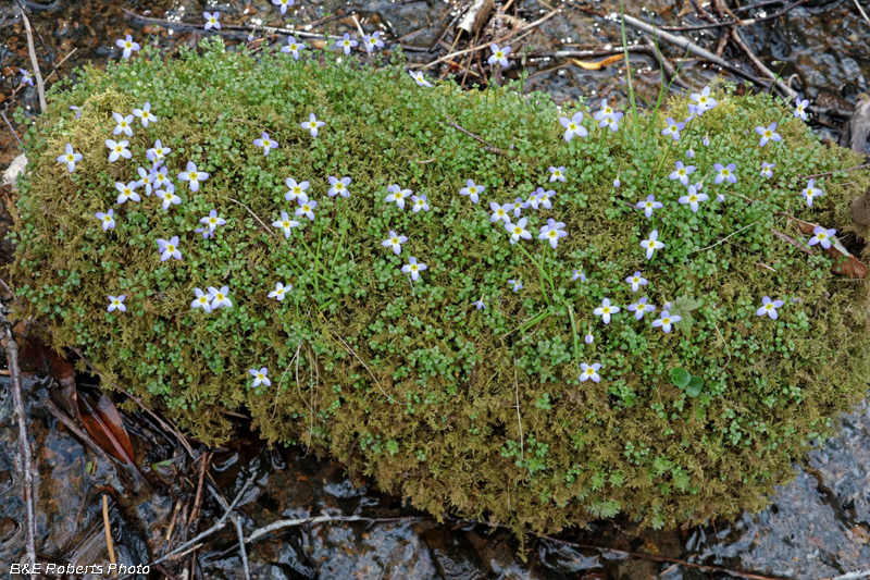 Bluets_Moss_Rock