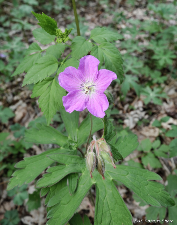 Wild_Geranium