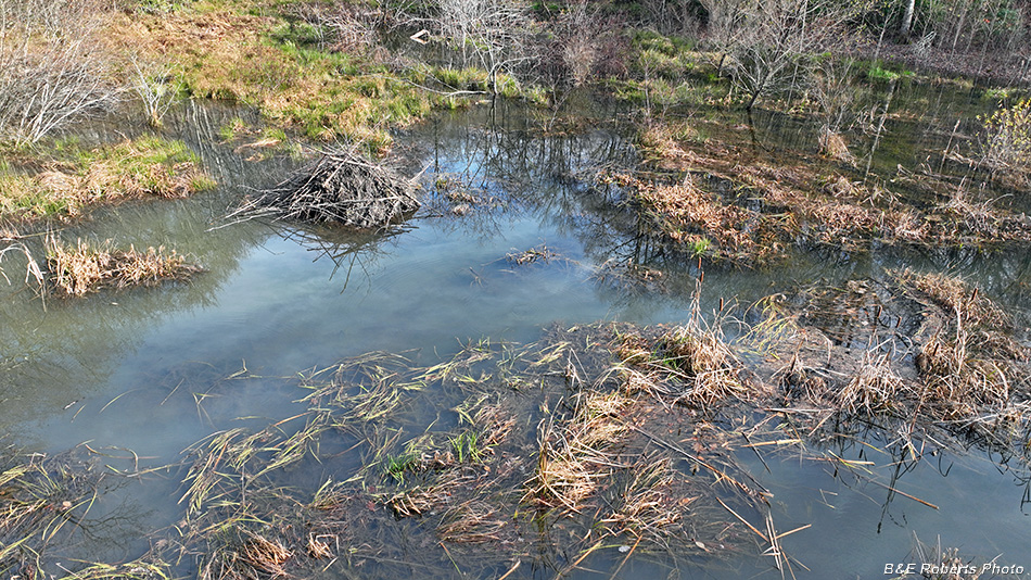 Beaver_bog