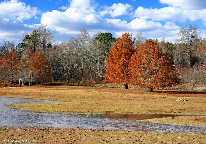 Cypress