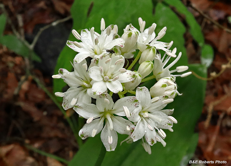 Wood_Lily