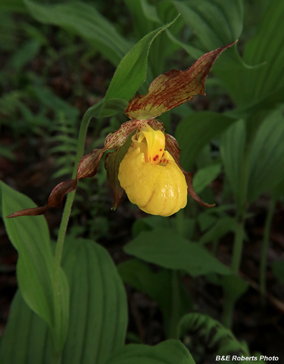 Yellow_Ladys_Slipper