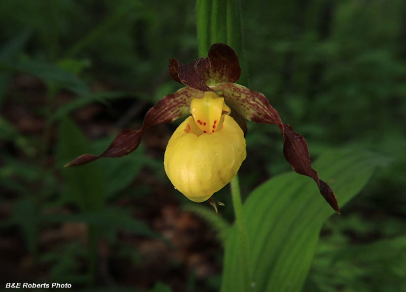 Yellow_Ladys_Slipper