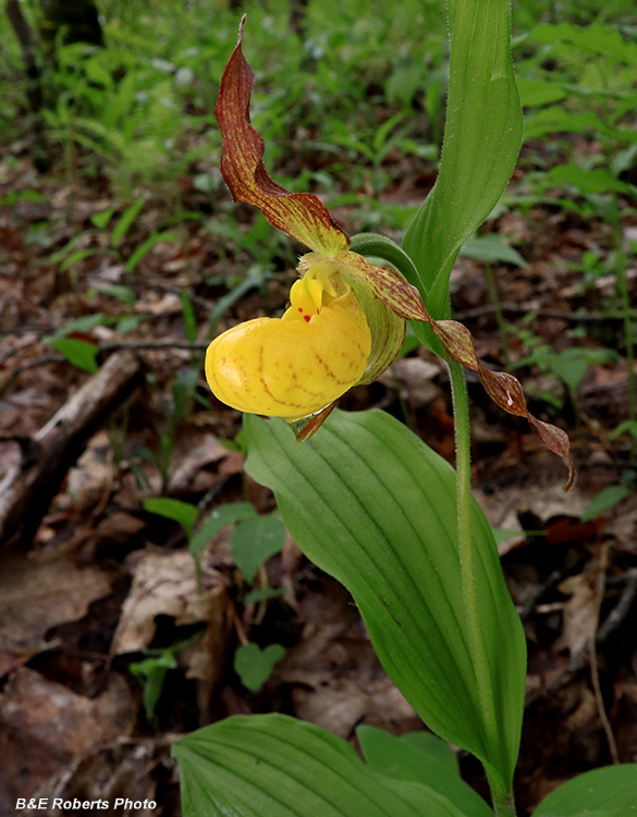 Yellow_Ladys_Slipper