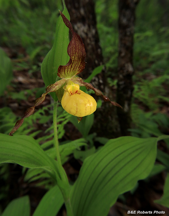 Yellow_Ladys_Slipper