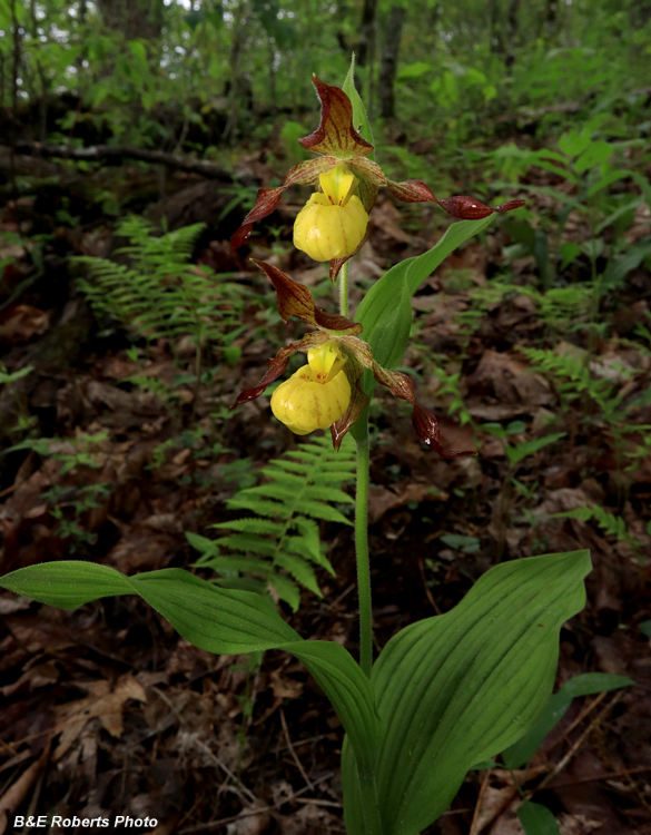 Yellow_Ladys_Slipper