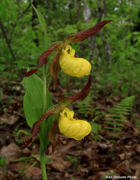 Yellow_Ladys_Slipper_pair