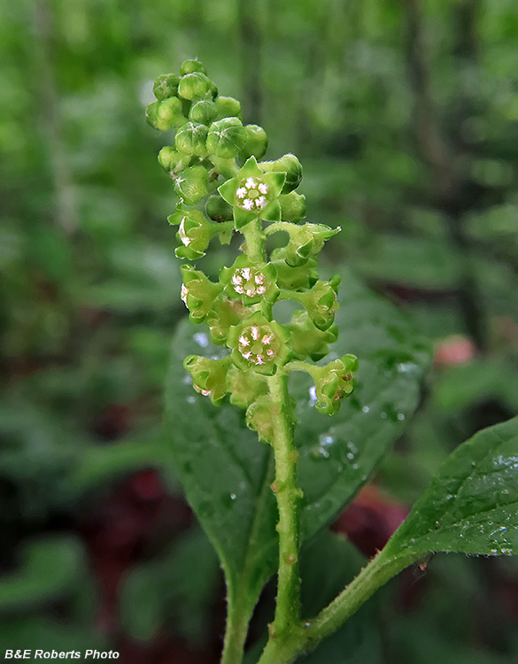 Pyrularia