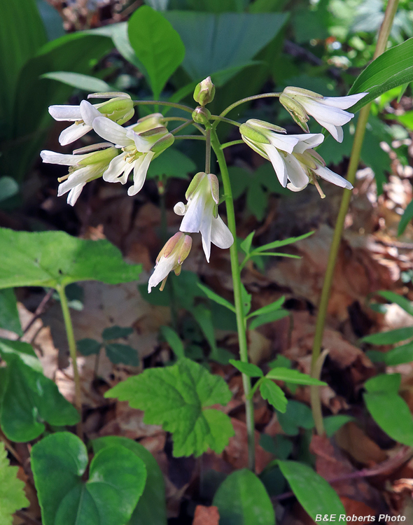 Cardamine_angustata