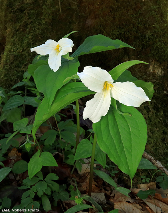 Trillium_grandiflorum