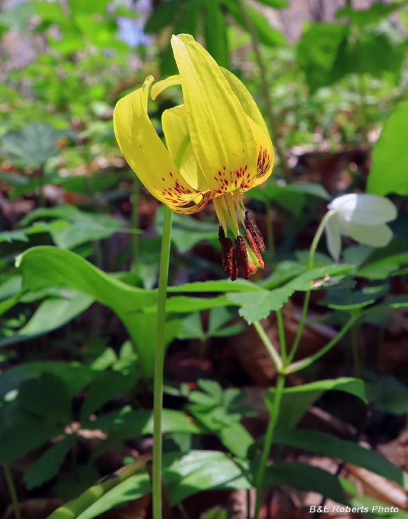 Trout_Lily