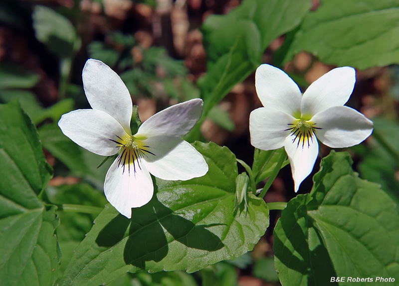 Canada_Violet