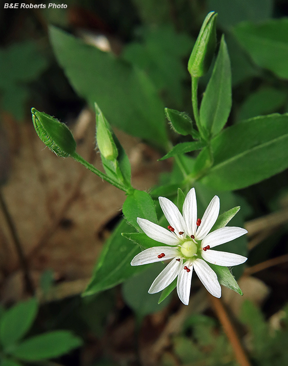 Chickweed