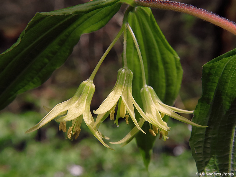 Yellow_mandarin