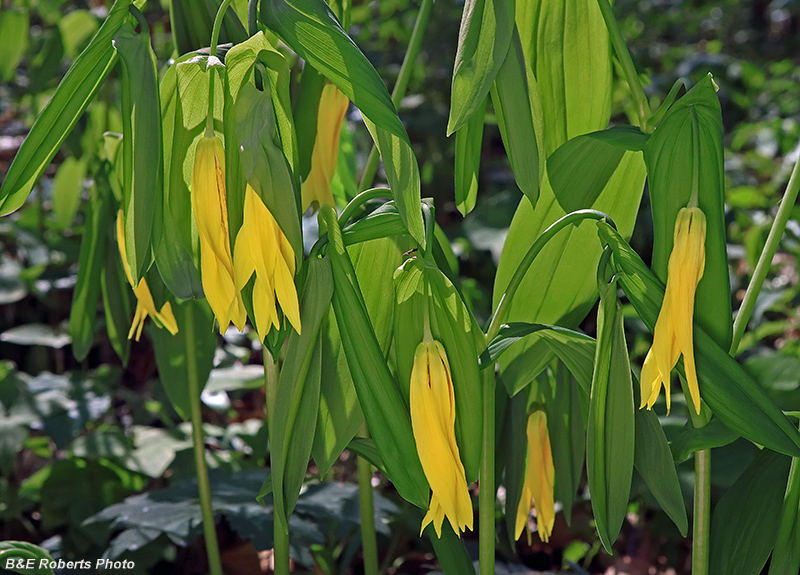 Bellwort