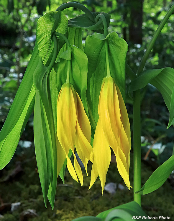 Bellwort