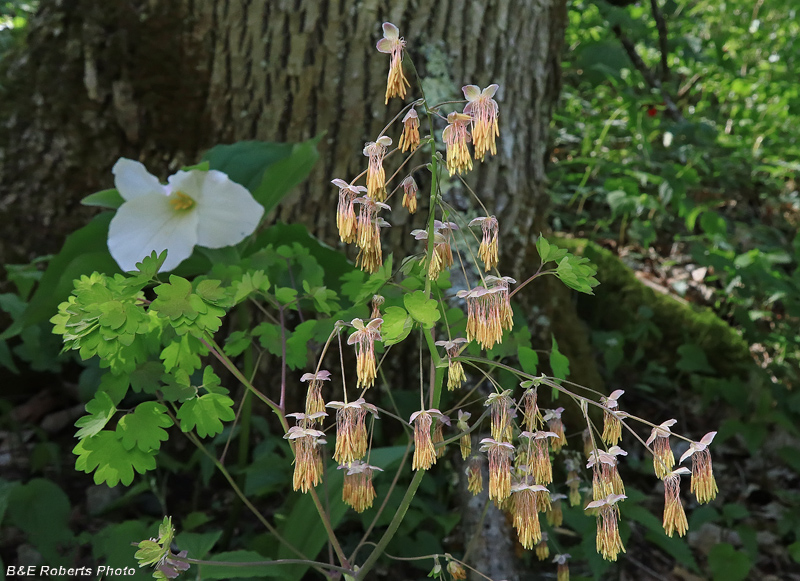 Meadow_Rue