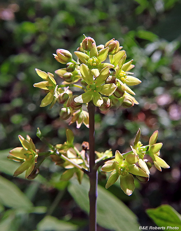 Cohosh