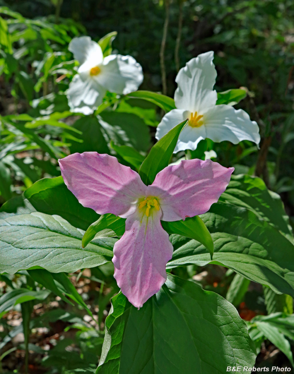 Trillium_grandiflorum