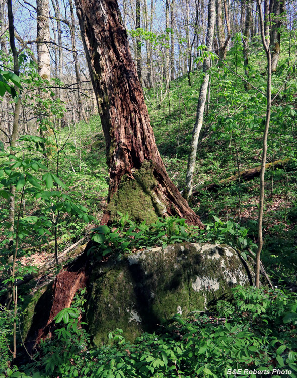 Tree_on_boulder