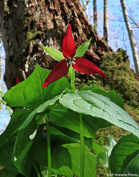 Trillium_erectum