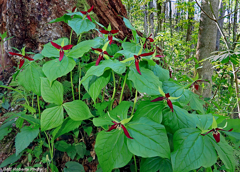 Trillium_erectum