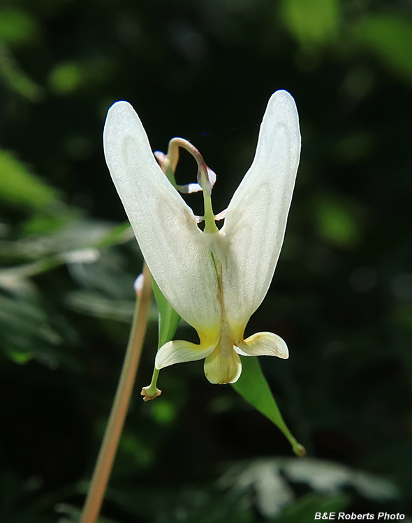 Dutchman_Breeches