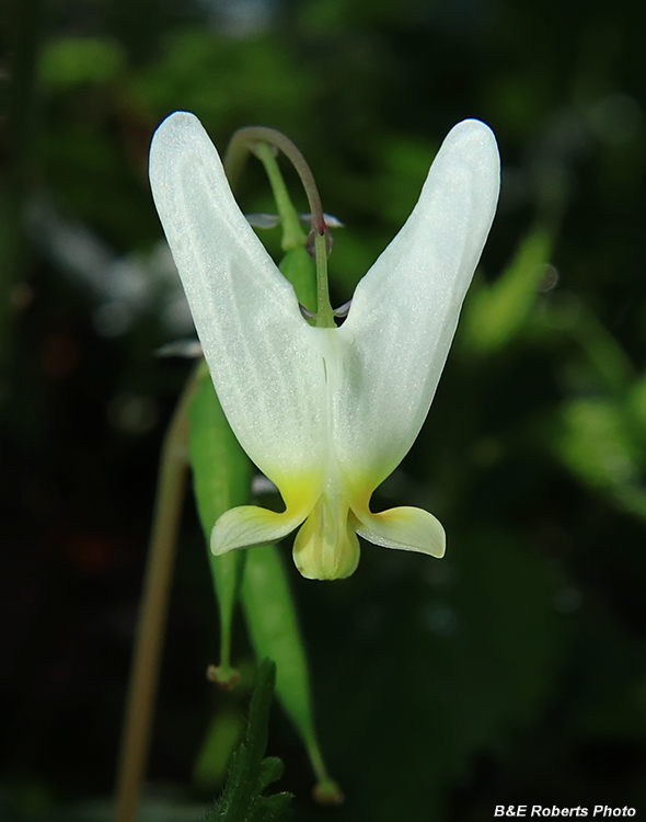 Dutchman_Breeches