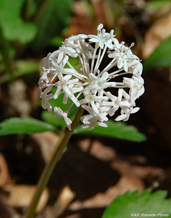 Dwarf_Ginseng