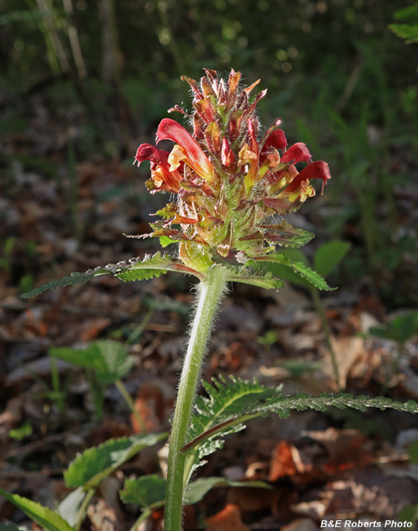 Pedicularis