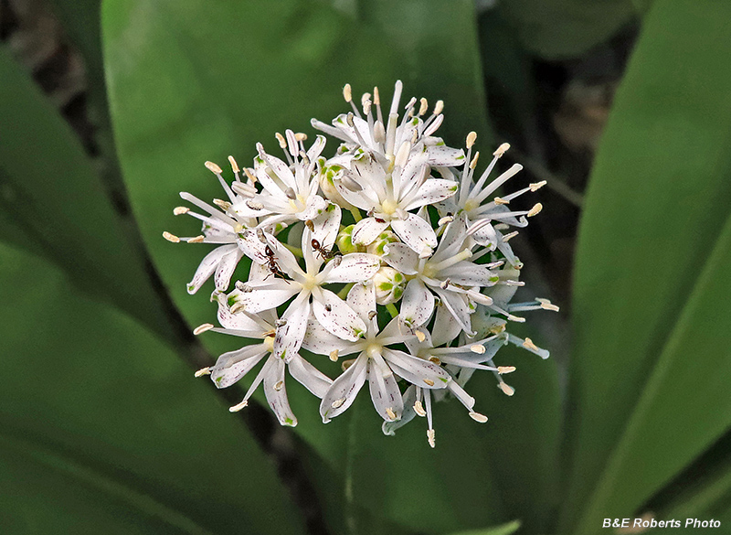 Clintonia