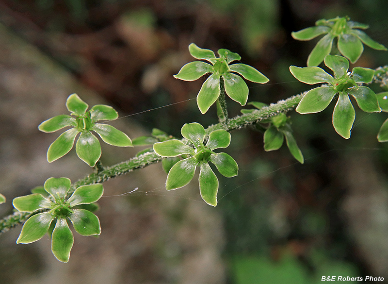 Veratrum