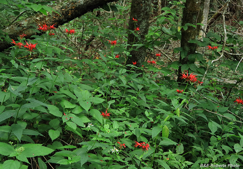 Monarda_didyma