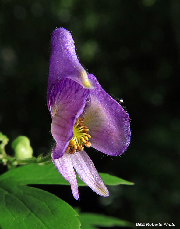 Monkshood