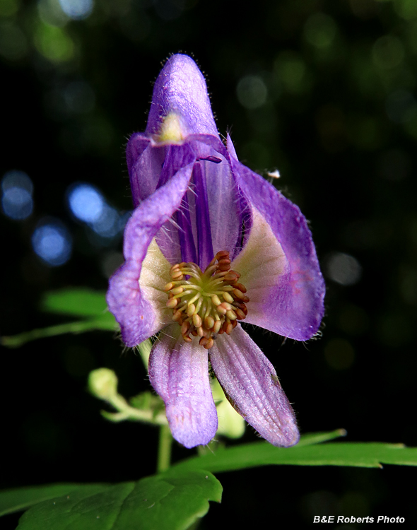 Monkshood