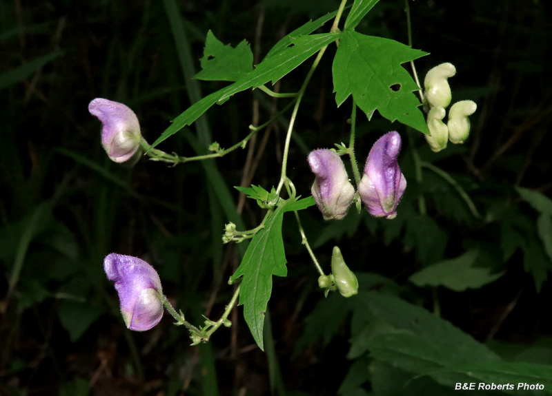 Monkshood