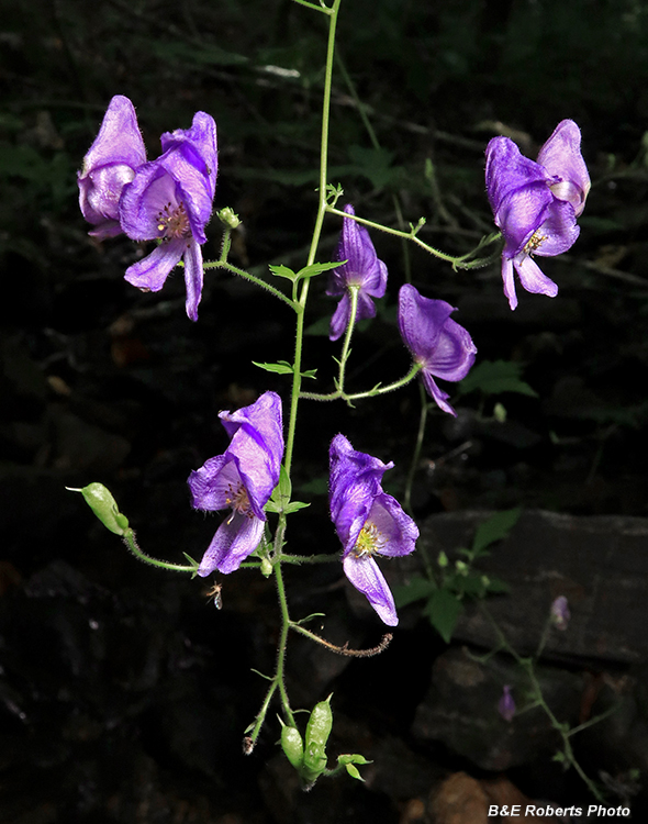 Monkshood