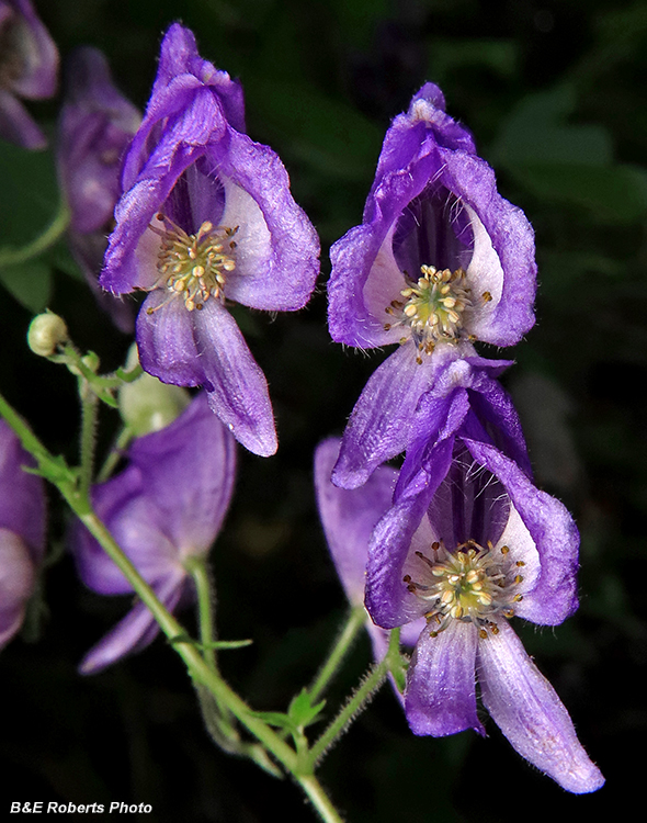 Monkshood