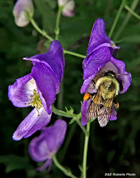 Monkshood