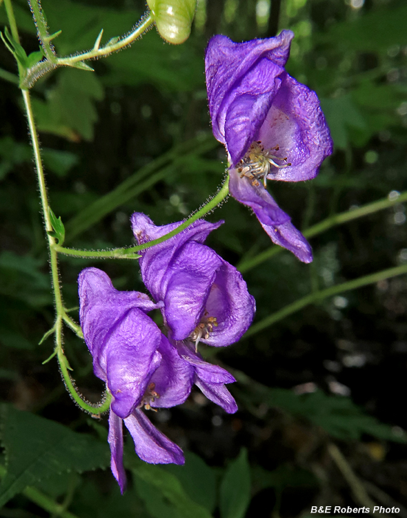 Monkshood